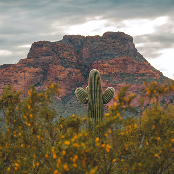 phoenix arizona